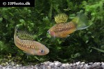 xiphophorus cortezi xiphophorus cortezi