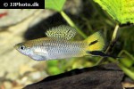 xiphophorus cortezi xiphophorus cortezi