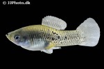 xiphophorus evelynae xiphophorus evelynae