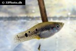 xiphophorus evelynae xiphophorus evelynae