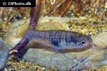 xiphophorus evelynae xiphophorus evelynae