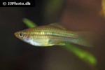 xiphophorus hellerii xiphophorus hellerii