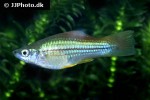 xiphophorus hellerii xiphophorus hellerii