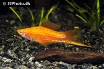 xiphophorus hellerii xiphophorus hellerii
