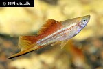xiphophorus hellerii xiphophorus hellerii