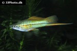 xiphophorus hellerii xiphophorus hellerii