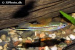 xiphophorus hellerii xiphophorus hellerii
