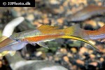 xiphophorus hellerii xiphophorus hellerii