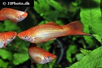 xiphophorus hellerii xiphophorus hellerii