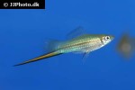 xiphophorus hellerii xiphophorus hellerii