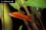 xiphophorus hellerii xiphophorus hellerii