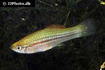 xiphophorus hellerii xiphophorus hellerii