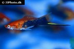 xiphophorus hellerii xiphophorus hellerii