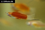 xiphophorus hellerii xiphophorus hellerii