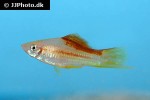 xiphophorus hellerii xiphophorus hellerii