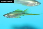 xiphophorus hellerii xiphophorus hellerii