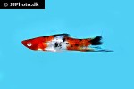 xiphophorus hellerii xiphophorus hellerii
