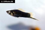 xiphophorus hellerii xiphophorus hellerii