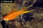 xiphophorus hellerii xiphophorus hellerii