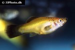 xiphophorus hellerii xiphophorus hellerii