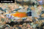 xiphophorus hellerii xiphophorus hellerii