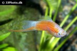 xiphophorus hellerii xiphophorus hellerii