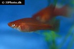 xiphophorus hellerii xiphophorus hellerii