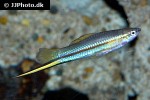 xiphophorus hellerii xiphophorus hellerii