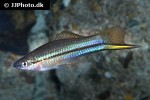 xiphophorus hellerii xiphophorus hellerii
