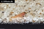 xiphophorus hellerii xiphophorus hellerii