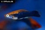 xiphophorus hellerii xiphophorus hellerii