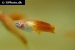xiphophorus hellerii xiphophorus hellerii
