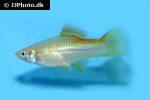 xiphophorus hellerii xiphophorus hellerii