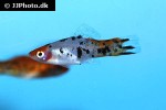 xiphophorus hellerii xiphophorus hellerii