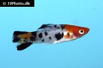 xiphophorus hellerii xiphophorus hellerii