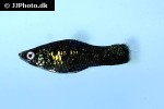 xiphophorus hellerii xiphophorus hellerii