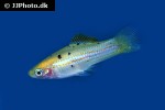 xiphophorus hellerii guentheri xiphophorus hellerii guentheri