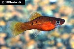 xiphophorus hellerii guentheri xiphophorus hellerii guentheri