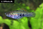 xiphophorus hellerii guentheri xiphophorus hellerii guentheri