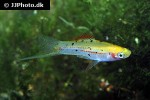 xiphophorus hellerii guentheri xiphophorus hellerii guentheri
