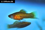 xiphophorus hellerii guentheri xiphophorus hellerii guentheri