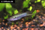xiphophorus hellerii guentheri xiphophorus hellerii guentheri
