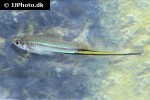 xiphophorus kallmani xiphophorus kallmani