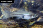 xiphophorus kallmani xiphophorus kallmani