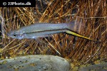 xiphophorus kallmani xiphophorus kallmani