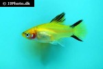 xiphophorus maculatus xiphophorus maculatus