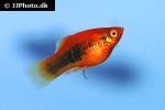 xiphophorus maculatus xiphophorus maculatus