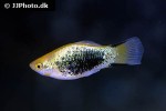 xiphophorus maculatus xiphophorus maculatus