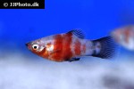 xiphophorus maculatus xiphophorus maculatus