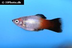 xiphophorus maculatus xiphophorus maculatus